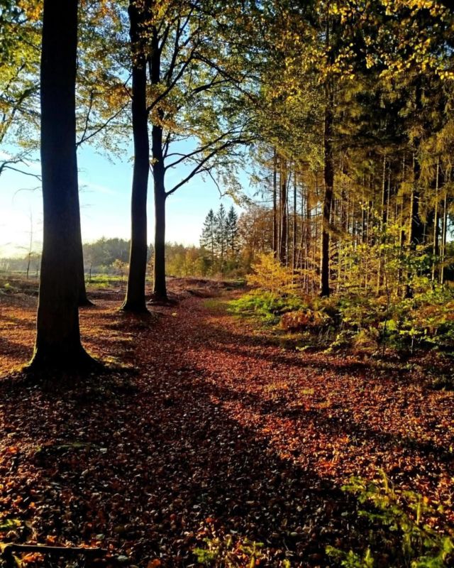 Rendez-vous demain dès 13h pour la marche de l’octave ! Un petit aperçu des chemins traversés et de la beauté de notre belle région 🍁 Venez (re)découvrir ce paysage avec nous 🚶‍♂️‍➡️
